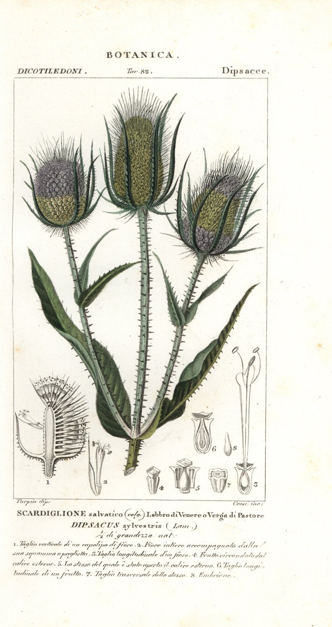 Vill tessel eller fuller's teasel, Dipsacus fullonum av Stanghi Stanghi