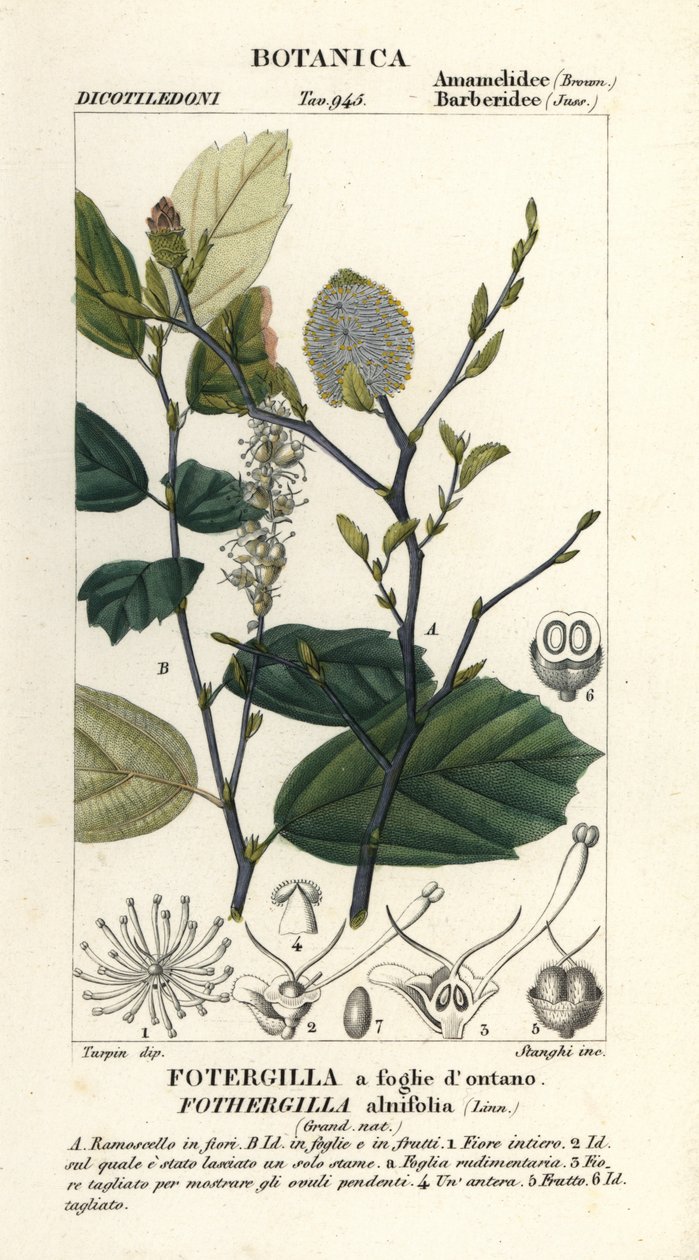 Hekse eldste, Fothergilla gardenii av Stanghi Stanghi