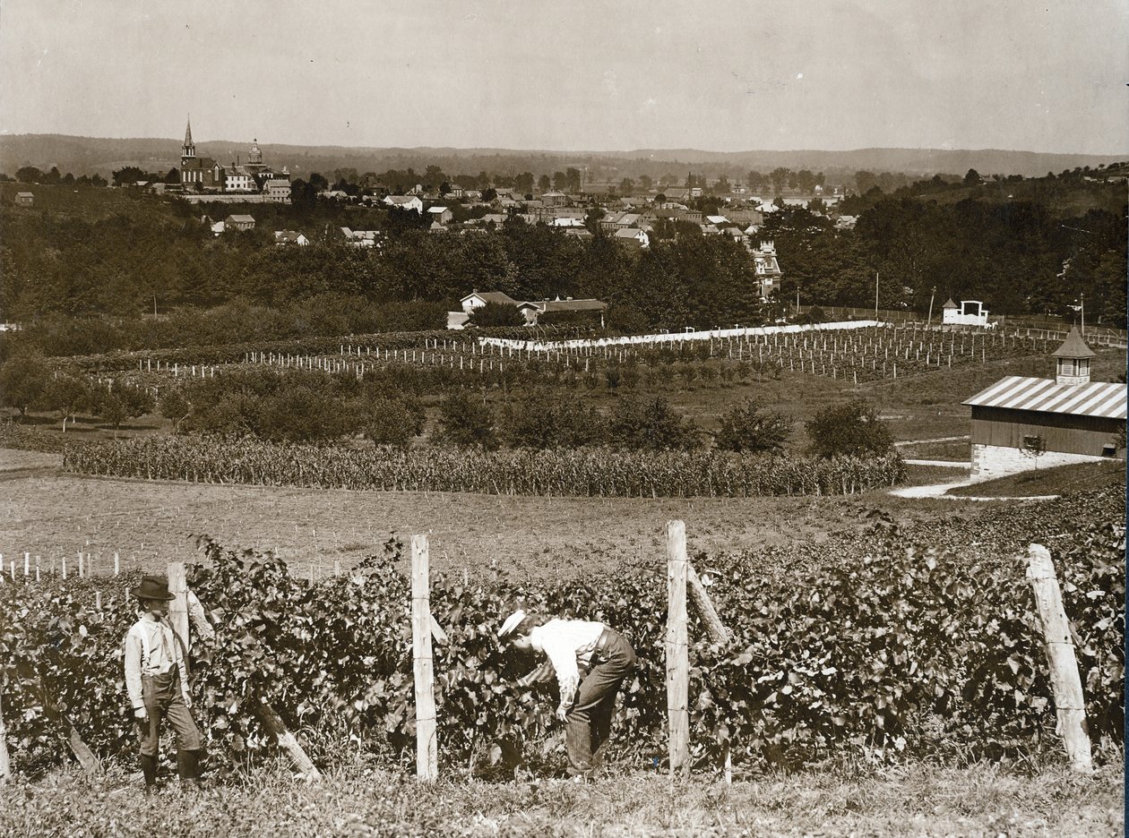 Utsikt over vingårder ved Hermann, Missouri av George Stark