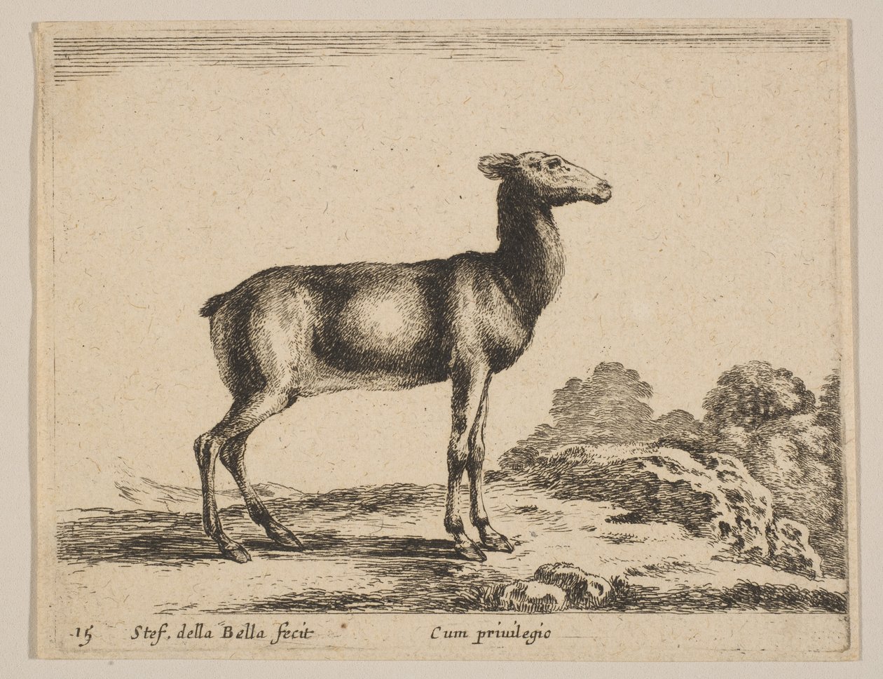 Plate 15: doe, fra 