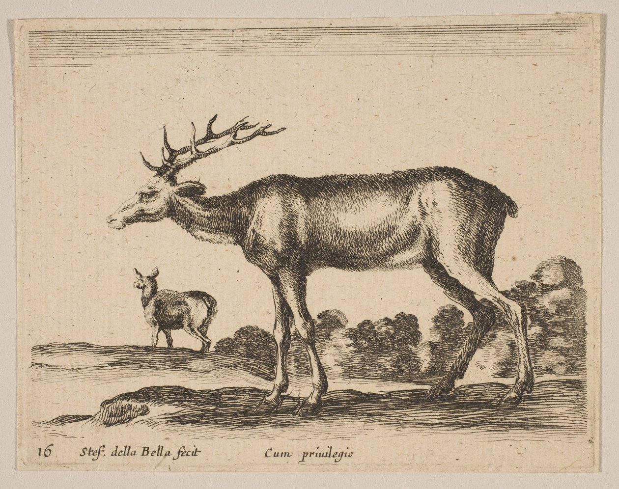 Plate 16: hjort, fra Diverse dyr Diversi animali, ca. 1641. av Stefano della Bella