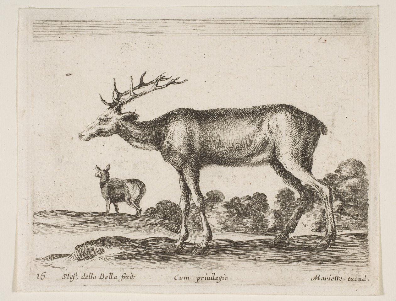 Plate 16: hjort, fra Diverse dyr Diversi animali, ca. 1641. av Stefano della Bella