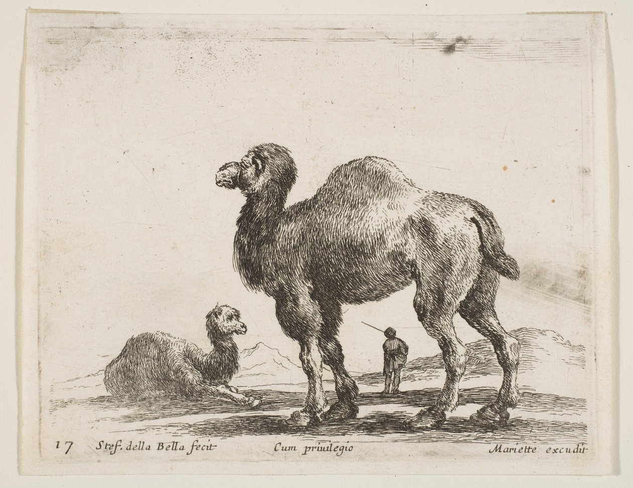 Plate 17: kameler, fra Diverse dyr Diversi animali, ca. 1641. av Stefano della Bella