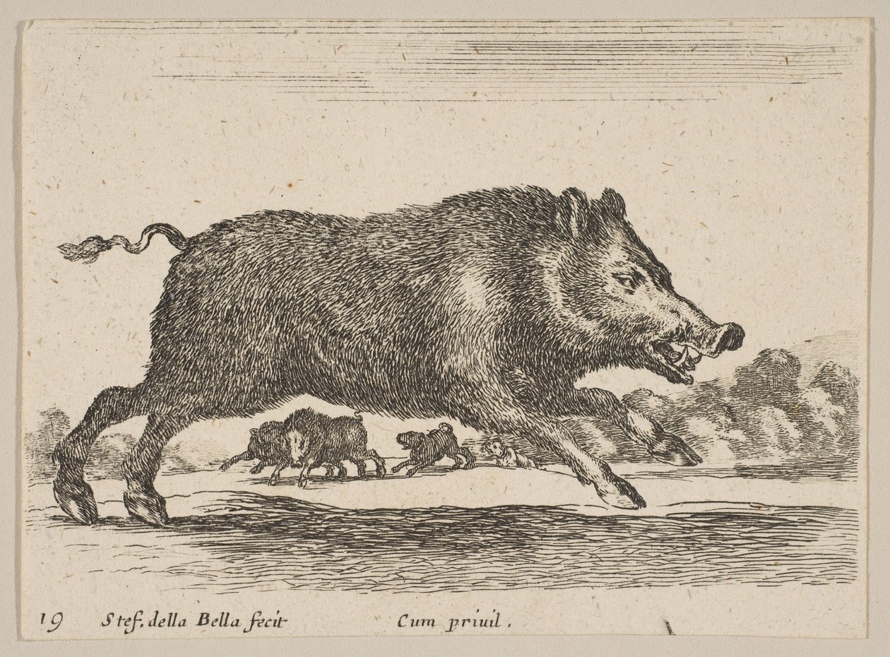 Plate 19: villsvin, fra Diverse dyr Diversi animali, ca. 1641. av Stefano della Bella