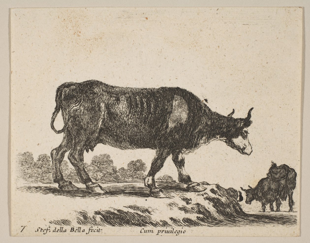 Plate 7: ku, fra Diverse dyr Diversi animali, ca. 1641. av Stefano della Bella