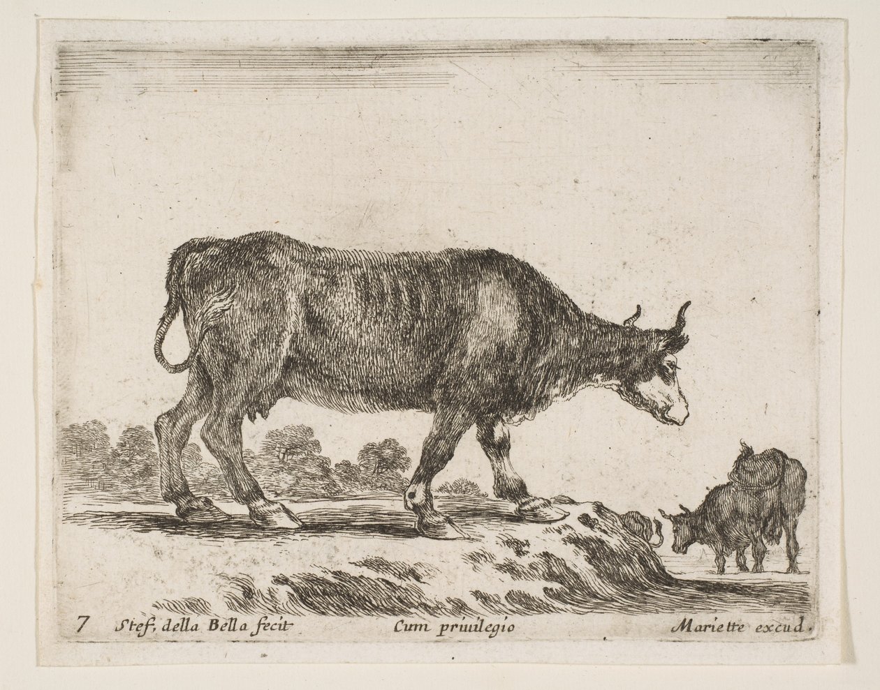 Plate 7: okse, fra Diverse dyr Diversi animali, ca. 1641. av Stefano della Bella