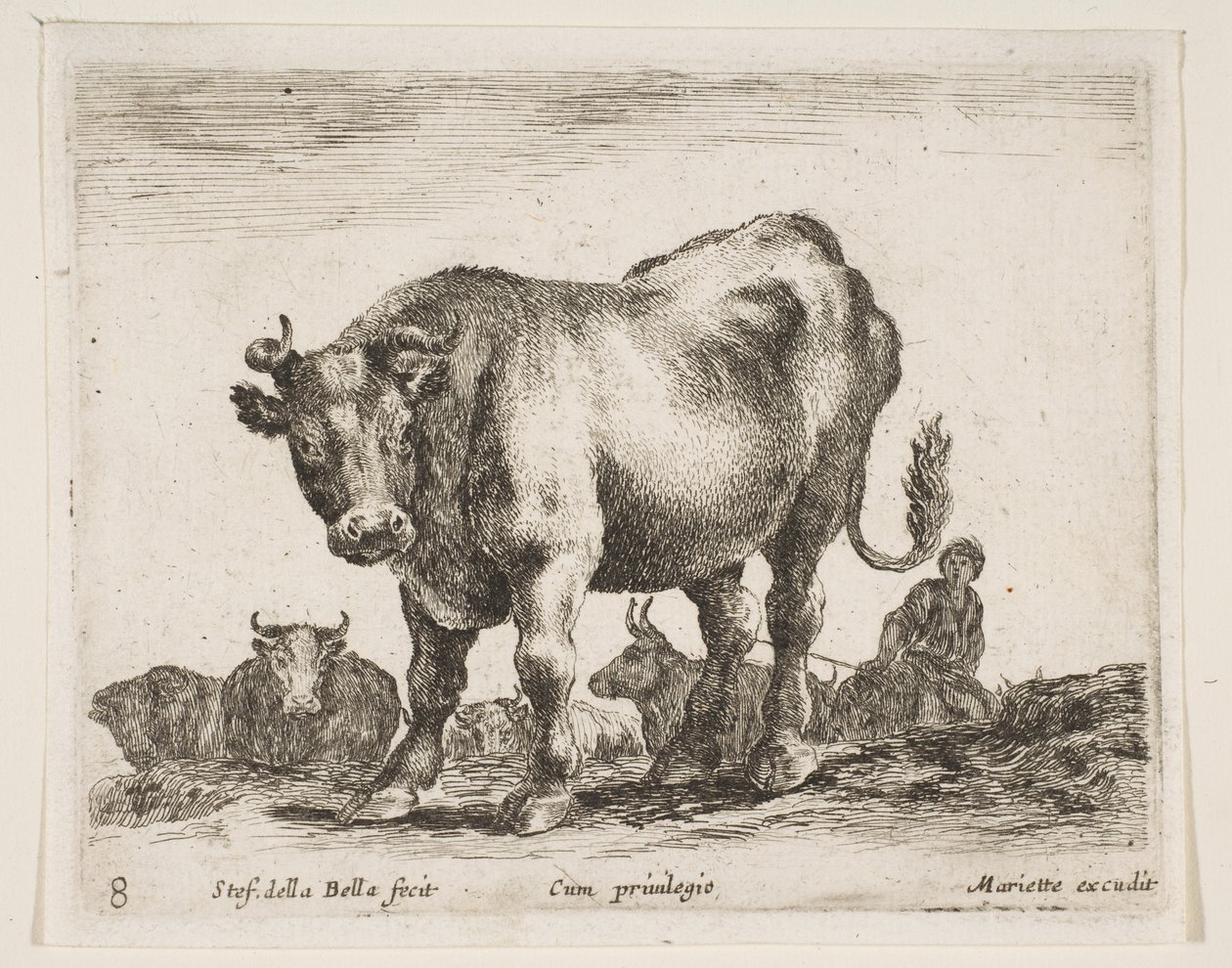 Plate 8: ku, fra Diverse dyr Diversi animali, ca. 1641. av Stefano della Bella
