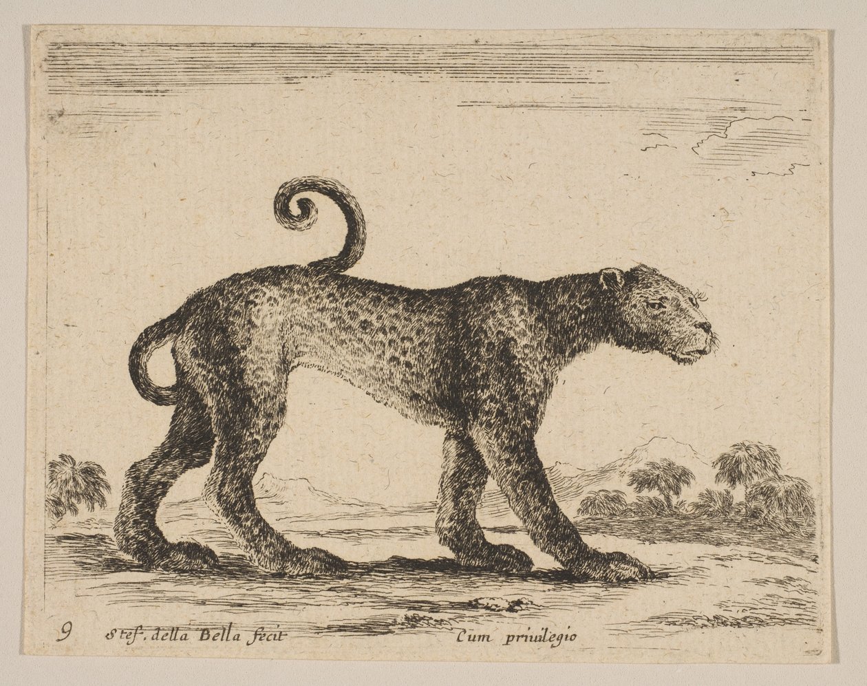 Plate 9: leopard, fra Diverse dyr Diversi animali, ca. 1641. av Stefano della Bella