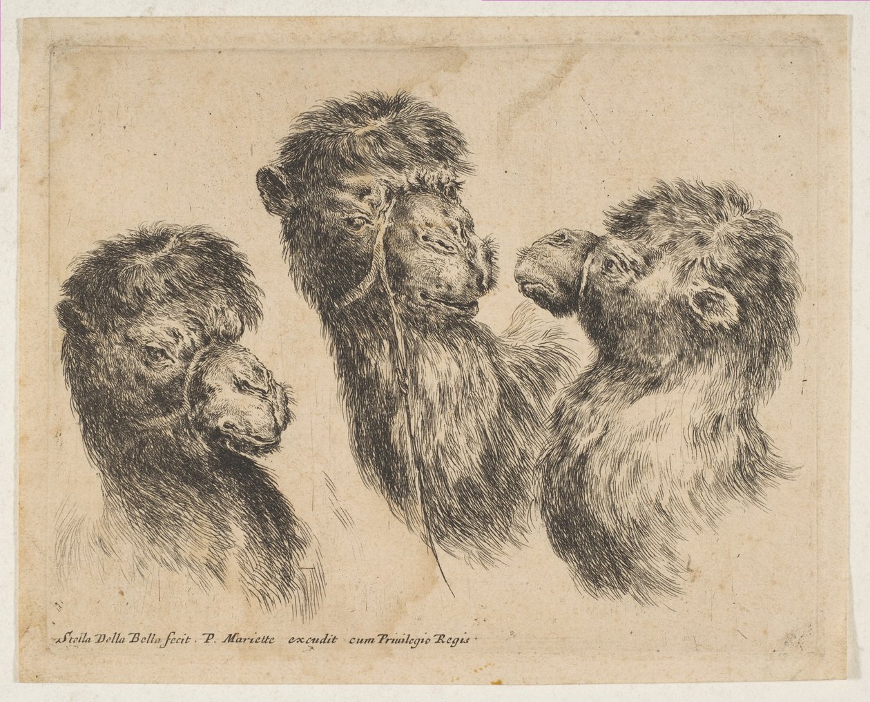 Tre kamelhoder, ca. 1641. av Stefano della Bella