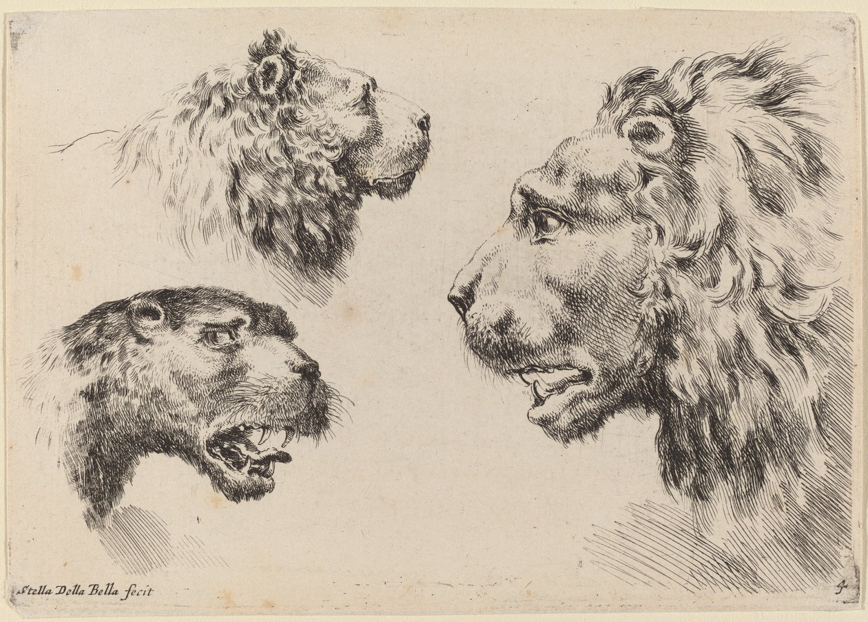 Tre løvehoder, sannsynligvis 1649. av Stefano della Bella