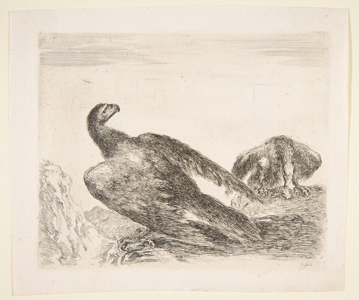 To ørner, en med byttedyr, fra Eagles Les aigles, ca. 1651. av Stefano della Bella