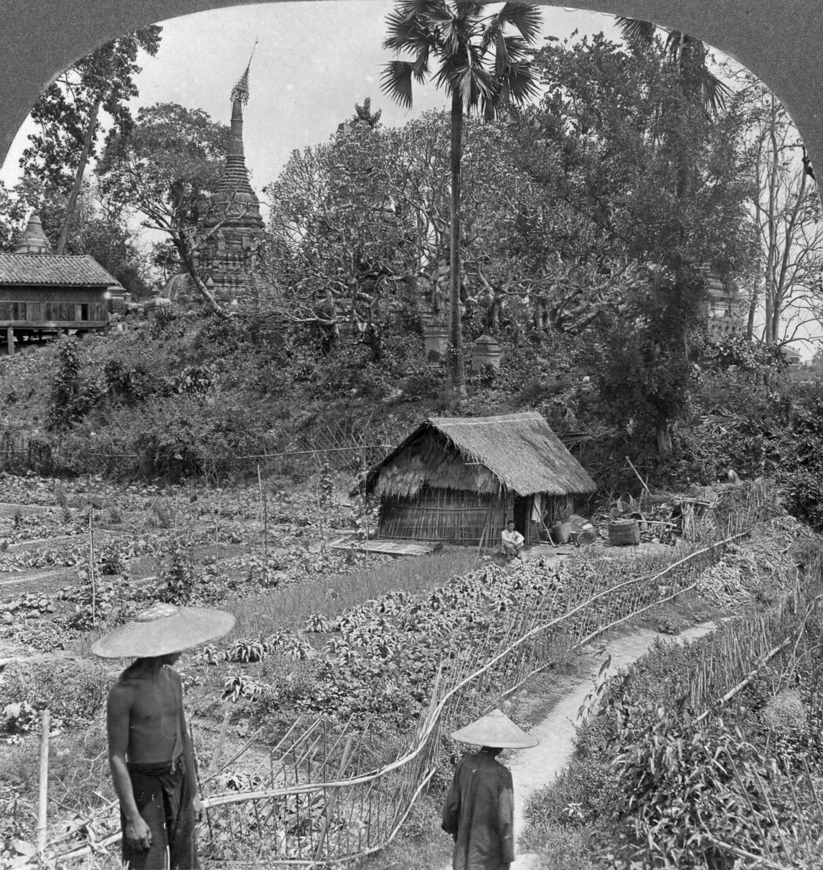 En grønnsakshage midt pagoder, Bhamo, Burma, 1908 av Stereo Travel Co
