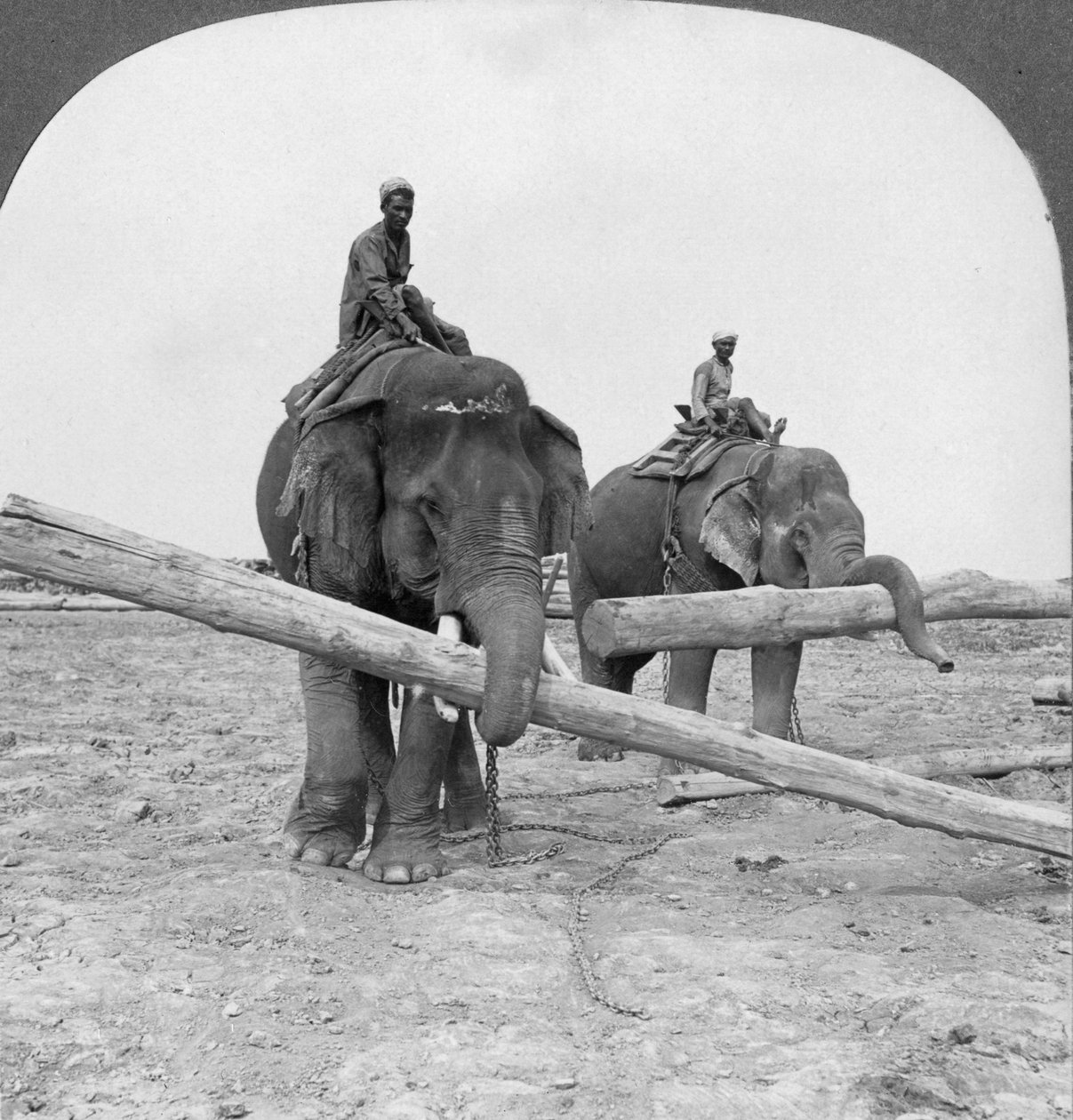 Elefanter som jobber i en trelastgård, Rangoon, Burma, 1908 av Stereo Travel Co