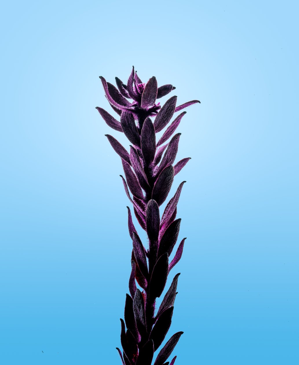 Lilla Elodea, 2021 (bilde) av Steve Gallagher