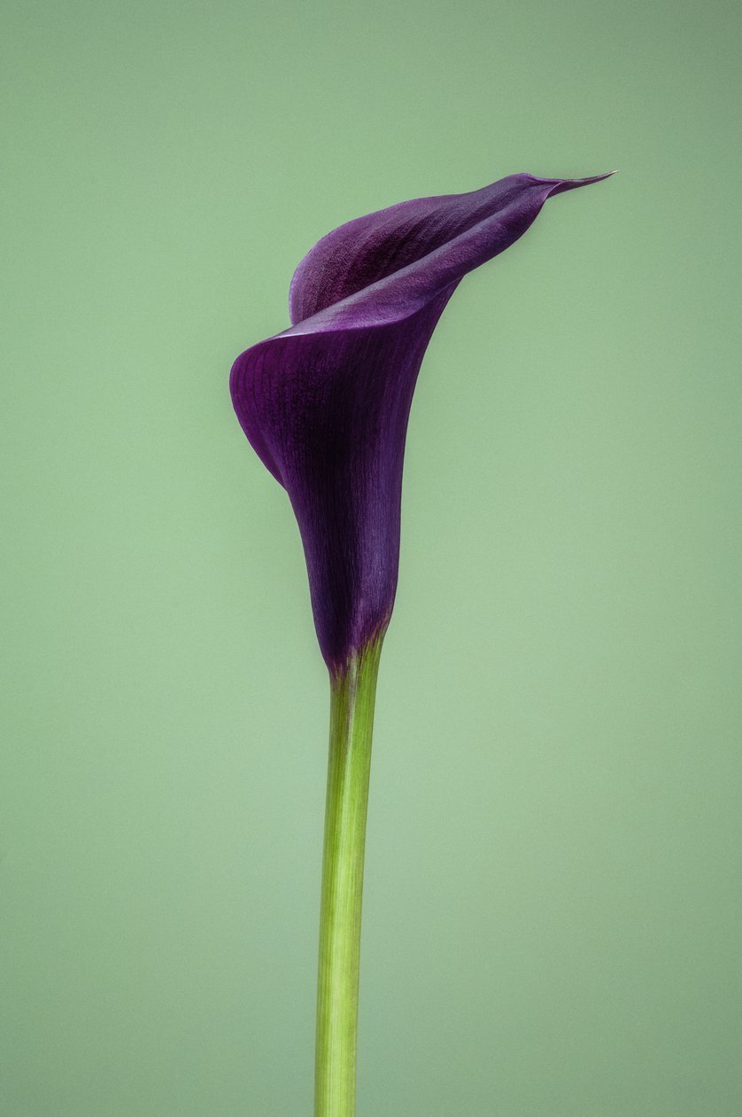 Enkel lilla calla lilje, 2021 (bilde) av Steve Gallagher