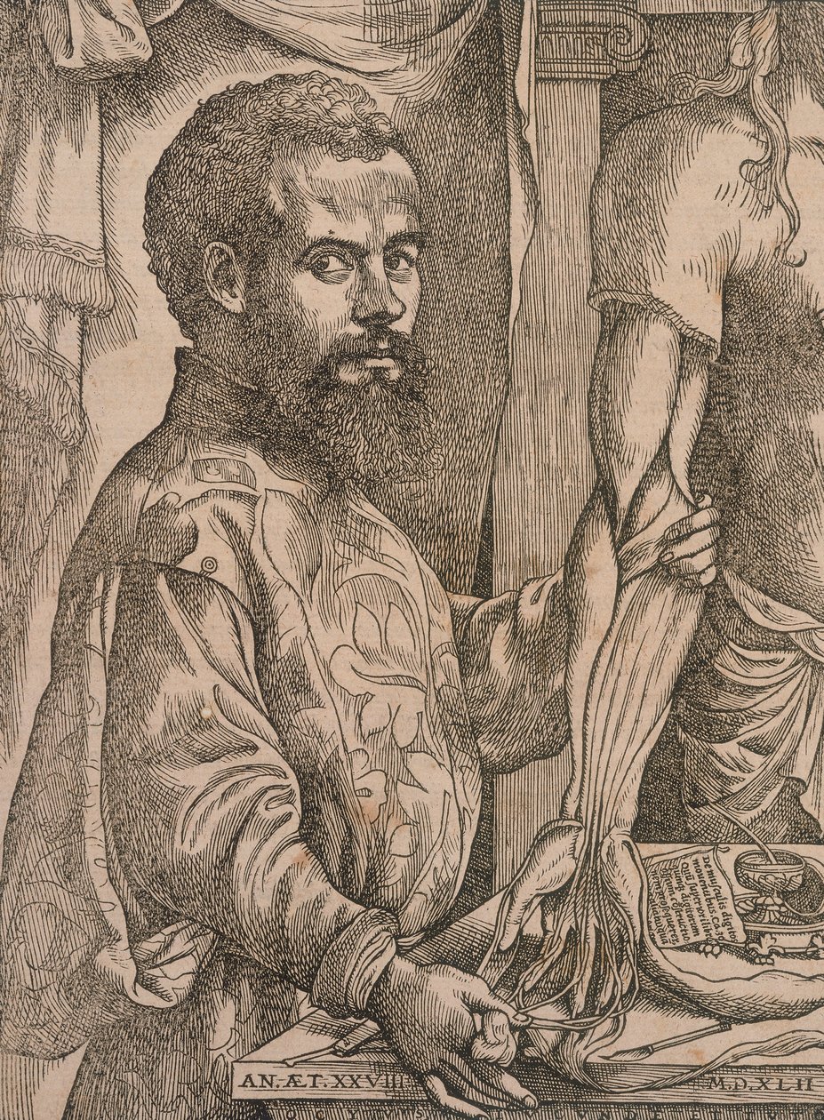Andreas Vesalius dissekerer musklene i underarmen til et kadaver, 1543. av Steven van Calcar