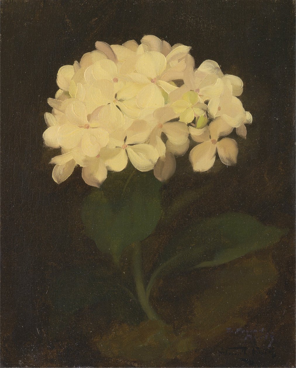 Hvit hortensia av James Stuart Park