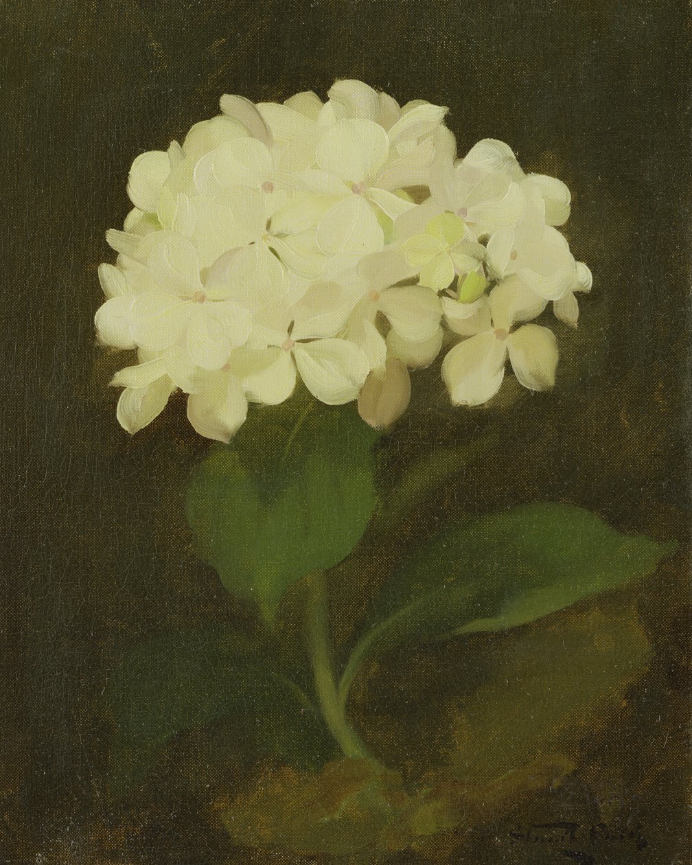Hvit hortensia (olje på lerret) av Stuart Park