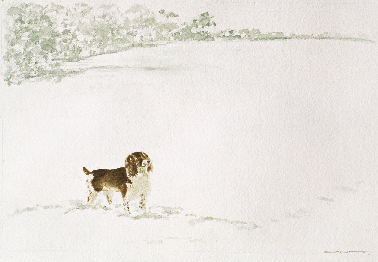 Springer Spaniel i snøen av Suzi Kennett