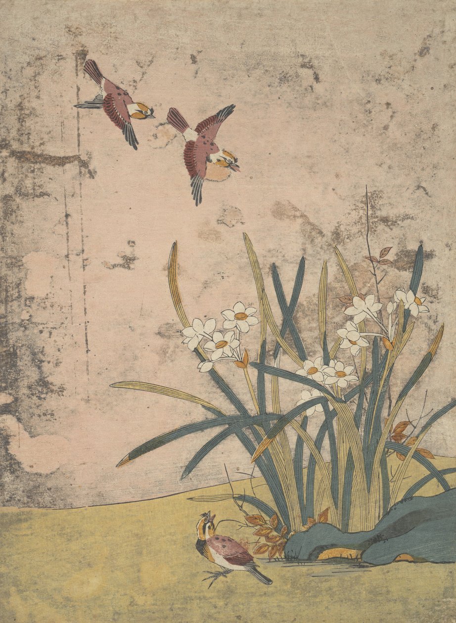Fugler og Narcissus. av Suzuki Harunobu