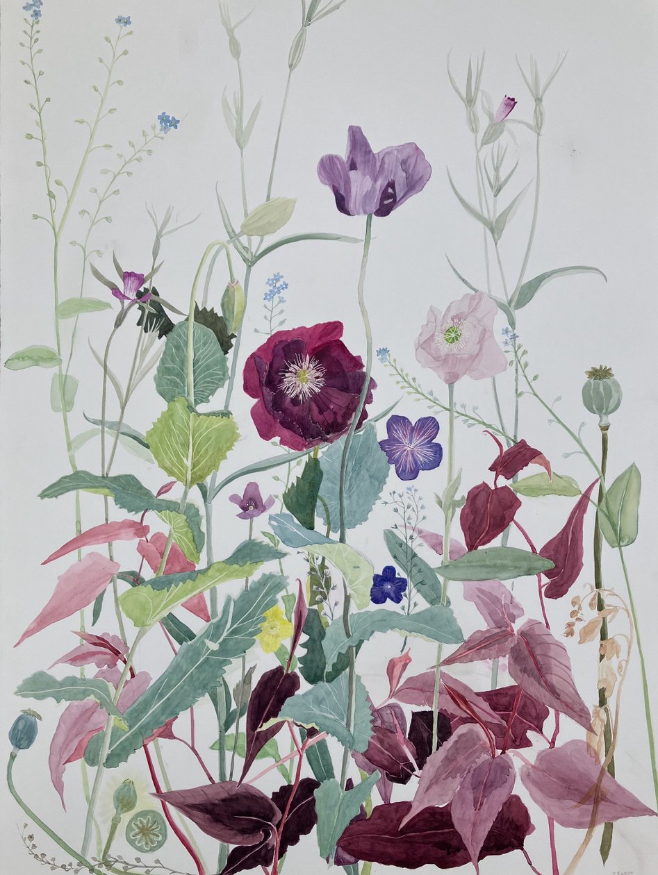 Hageblomster, juni 2025 (akvarell på papir) av Suzy Fasht