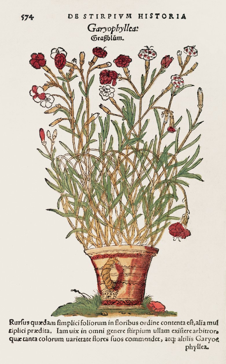 Nellik, fra De Historia Stirpium av Leonard Fuchs (1501-66) 1545 av Swiss School