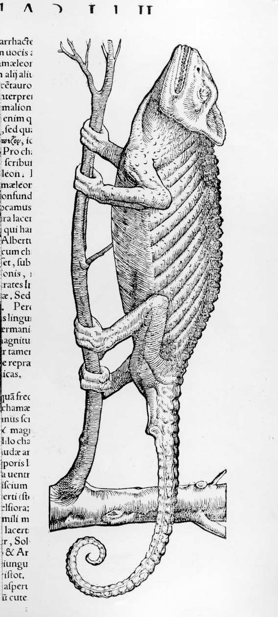 Kameleon, illustrasjon fra 