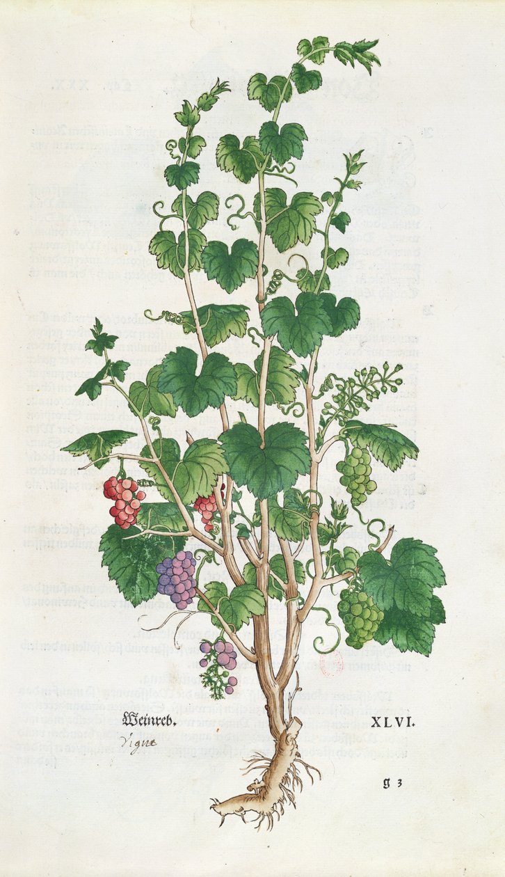 Grape Vine (Vitis Vinifera) botanisk tallerken fra De Historia Stirpium av Leonard Fuchs (1501-66) 1543 av Swiss School