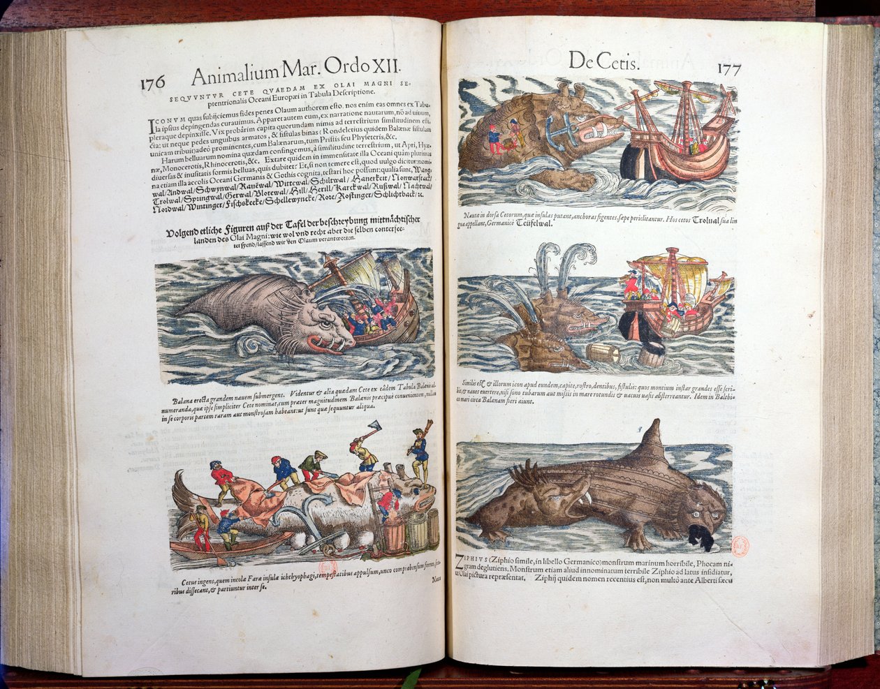 Sammenføyning av en hval og hvalfangst, fra Appendix historiae quadrupedum, viviparorum et ovipororum av Conrad Gesner (1516-65) sveitsisk naturforsker, 1554 (fargegravering) av Swiss School