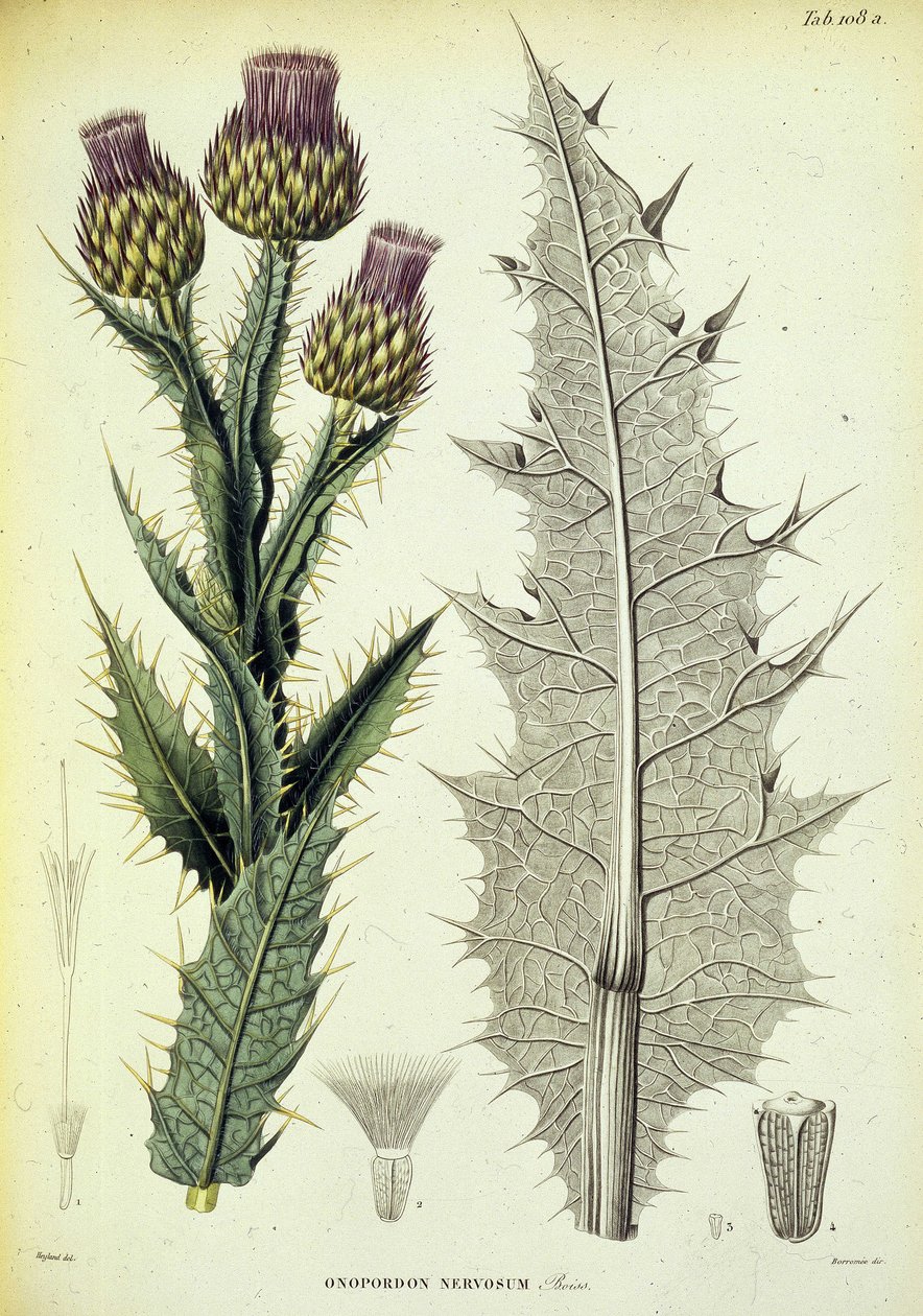 Onopordon-eksemplar. Botanisk plate med tittelen ""Botanisk reise i Sør-Spania"" av botaniker Pierre Edmod Boissier av Swiss School