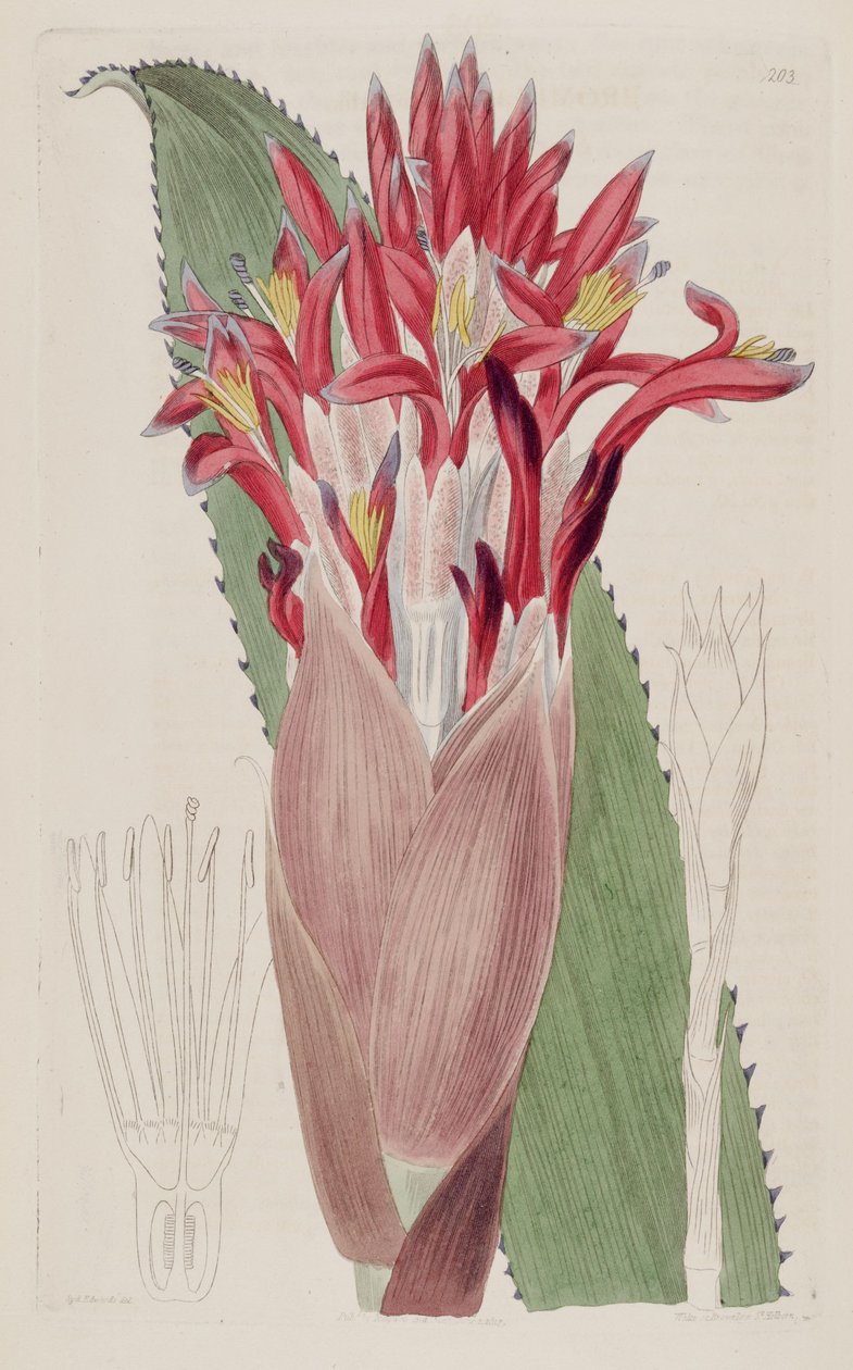 Illustrasjon av Aechmea nudicaulis (som syn Bromelia nudicaulis) av Sydenham Teast Edwards