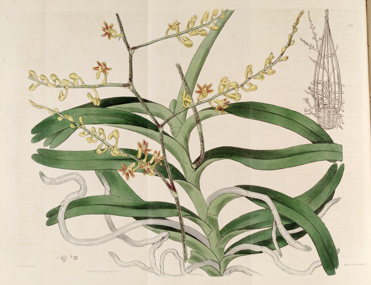 Illustrasjon av Cleisostoma paniculatum (som syn. Aerides paniculata) av Sydenham Teast Edwards