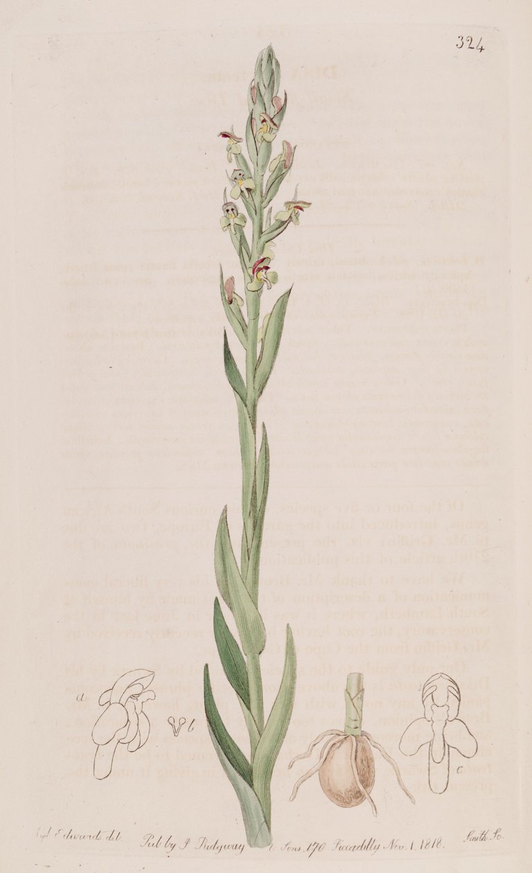 Illustrasjon av Disa bracteata av Sydenham Teast Edwards