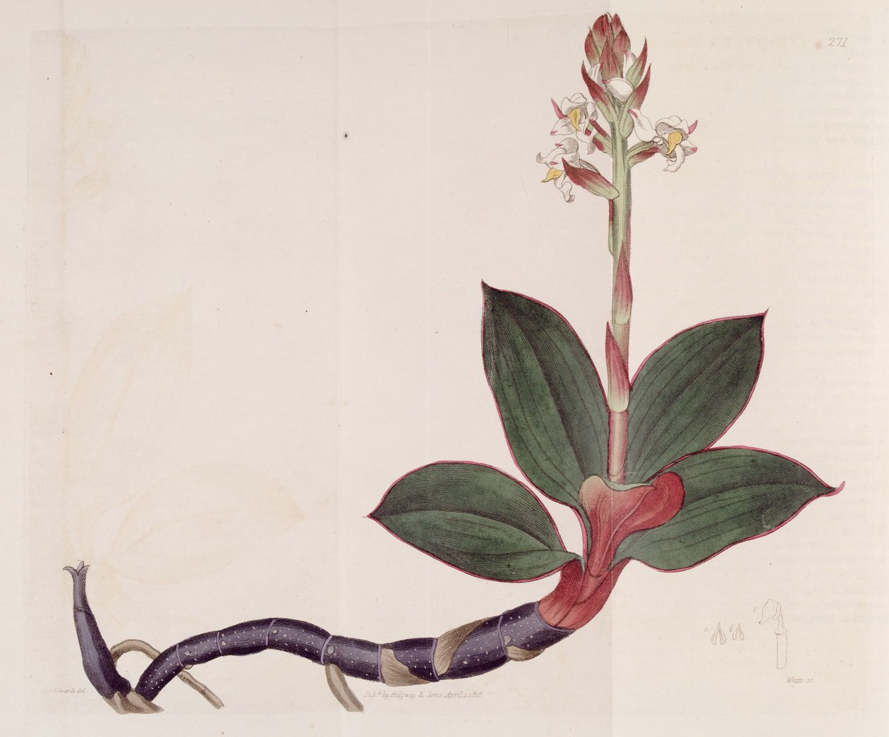Illustrasjon av Ludisia misfarging (som syn. Goodyera misfarging) av Sydenham Teast Edwards