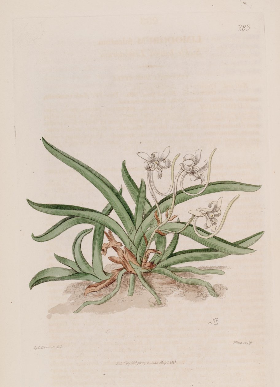 Illustrasjon av Neofinetia falcata (som syn. Limodorum falcatum) av Sydenham Teast Edwards