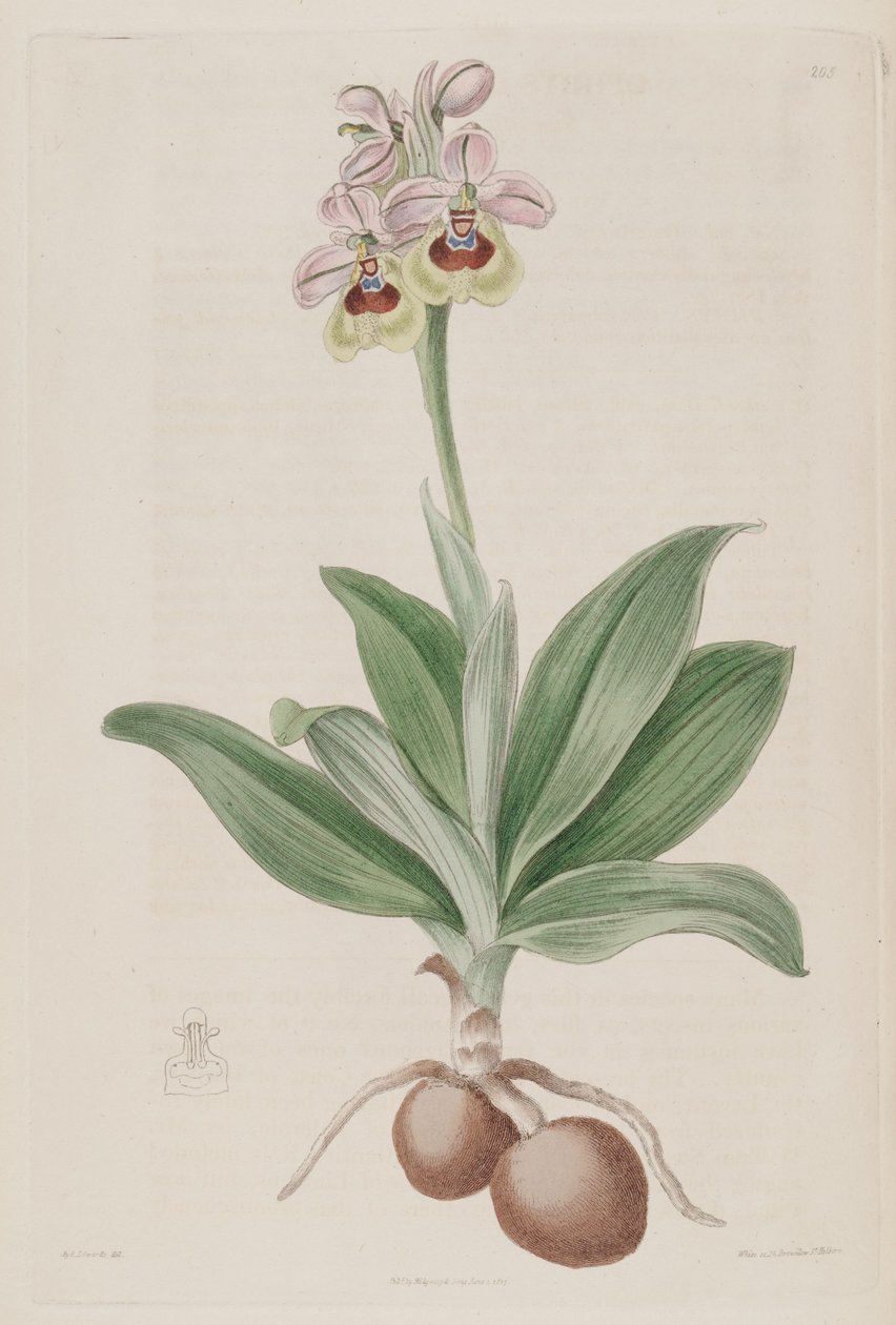 Illustrasjon av Ophrys tenthredinifera av Sydenham Teast Edwards