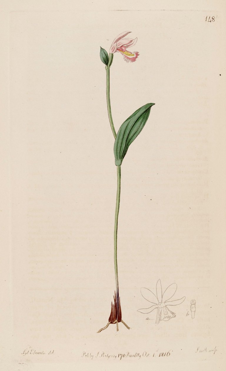 Illustrasjon av Pogonia ophioglossoides av Sydenham Teast Edwards