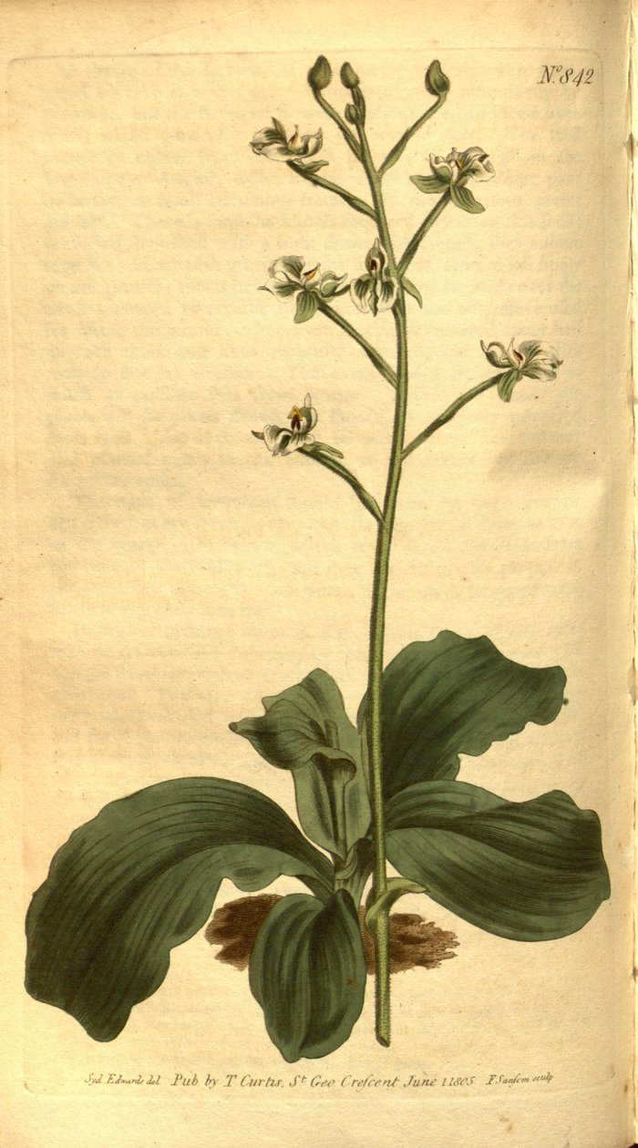 Illustrasjon av Ponthieva racemosa av Sydenham Teast Edwards