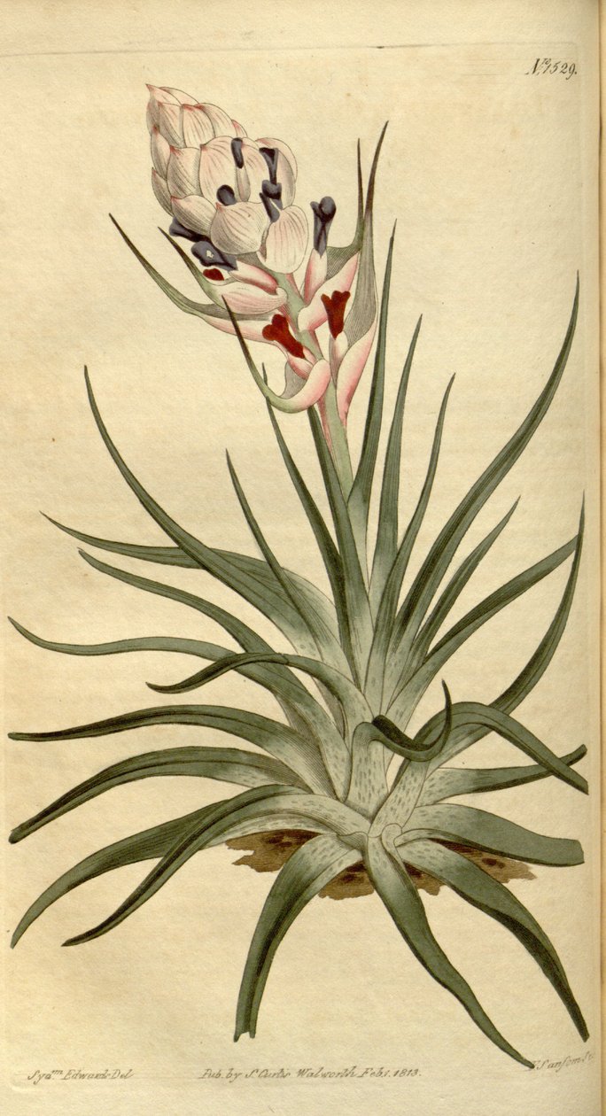 Illustrasjon av Tillandsia stricta av Sydenham Teast Edwards