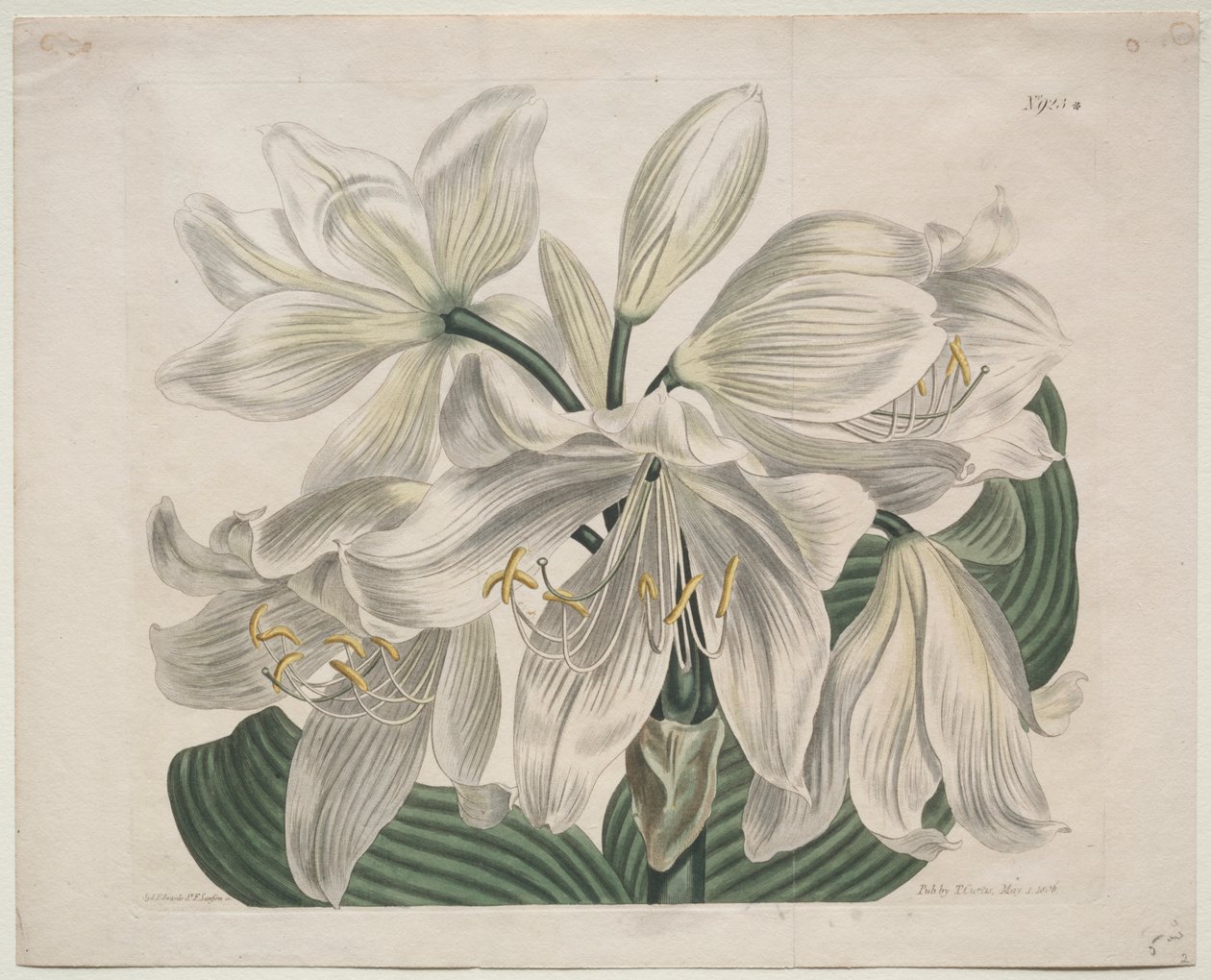 The Botanical Magazine eller Flower Garden vist: White Cape - Coast Lily av Sydenham Edwards