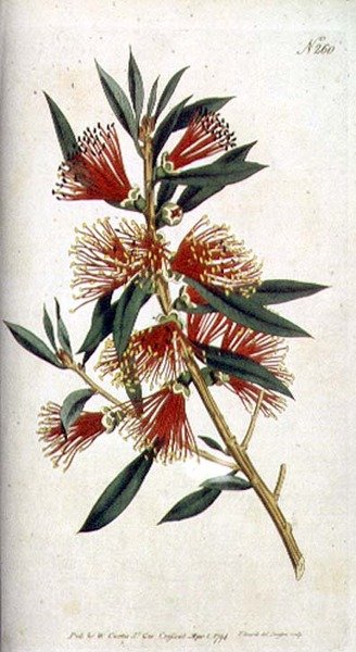 Harsh leaved Metrosideros (Metrosideros citrina), fra William Curtis 