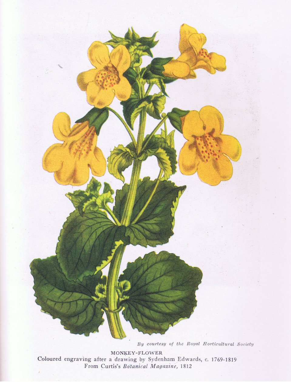 Monkey Flower, Nature in Britain utgitt av Collins 1946 (farge litho) av Sydenham Teast (after) Edwards
