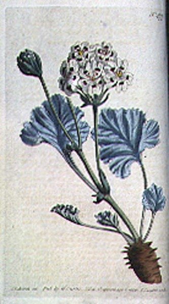 Tykkstilket tranesebb (Pelargonium crassicaule), plate 477 fra William Curtis