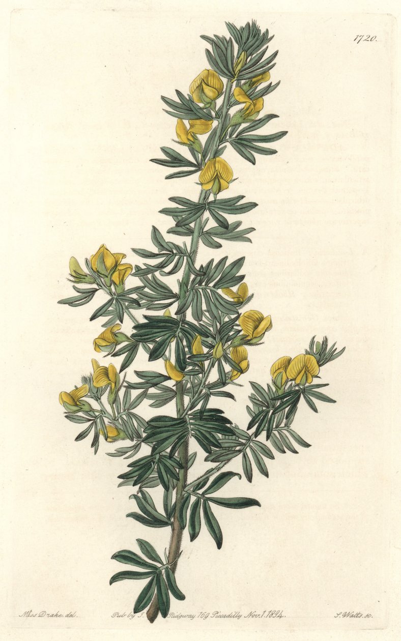 Adesmia de Loudon, innfødt i Tasmania (Australia) - Water of S. Watts fra en illustrasjon av Sarah Anne Drake (1803-1857), fra Botanical Register av Sydenham Teast Edwards