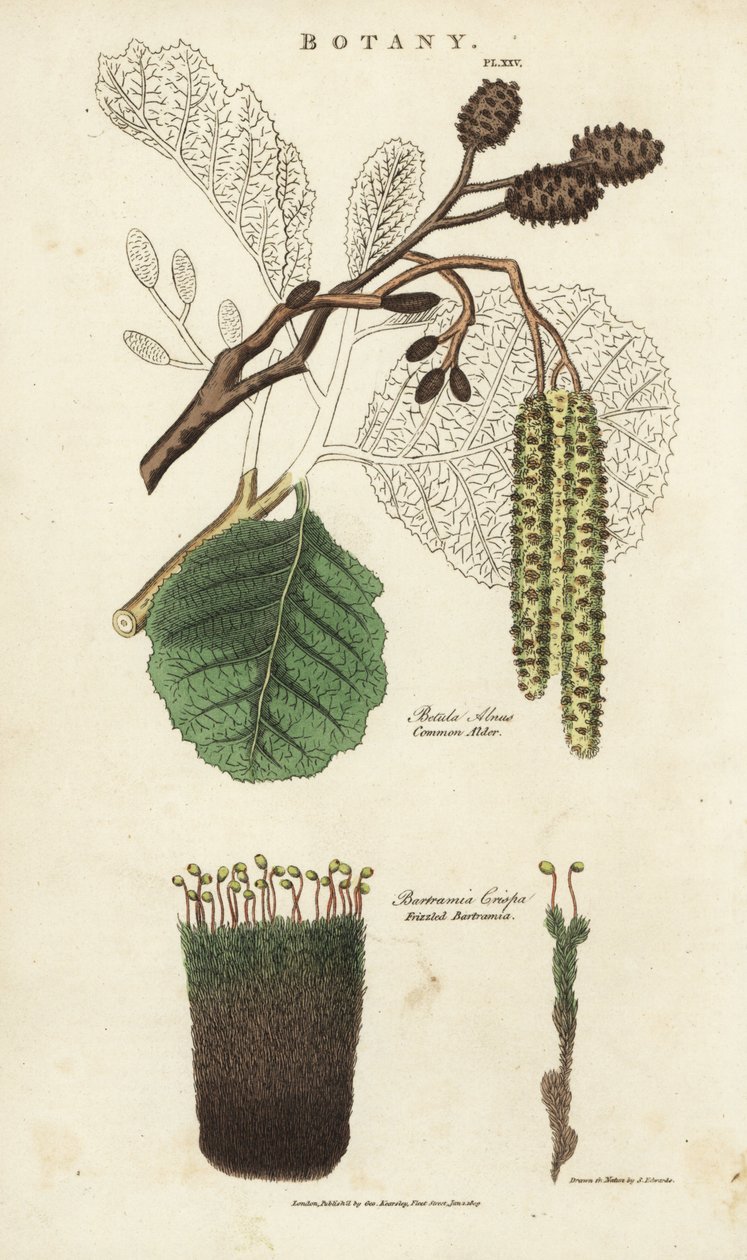 Aler (aune) og mosevariet - Vanlig ortre, Betula alnus, og kruset bartramia, Bartramia crispa. Håndfarget kobberstikk etter Sydenham Edwards fra John Mason Goods Pantologia, a New Encyclopedia, G. Kearsley, London av Sydenham Teast Edwards