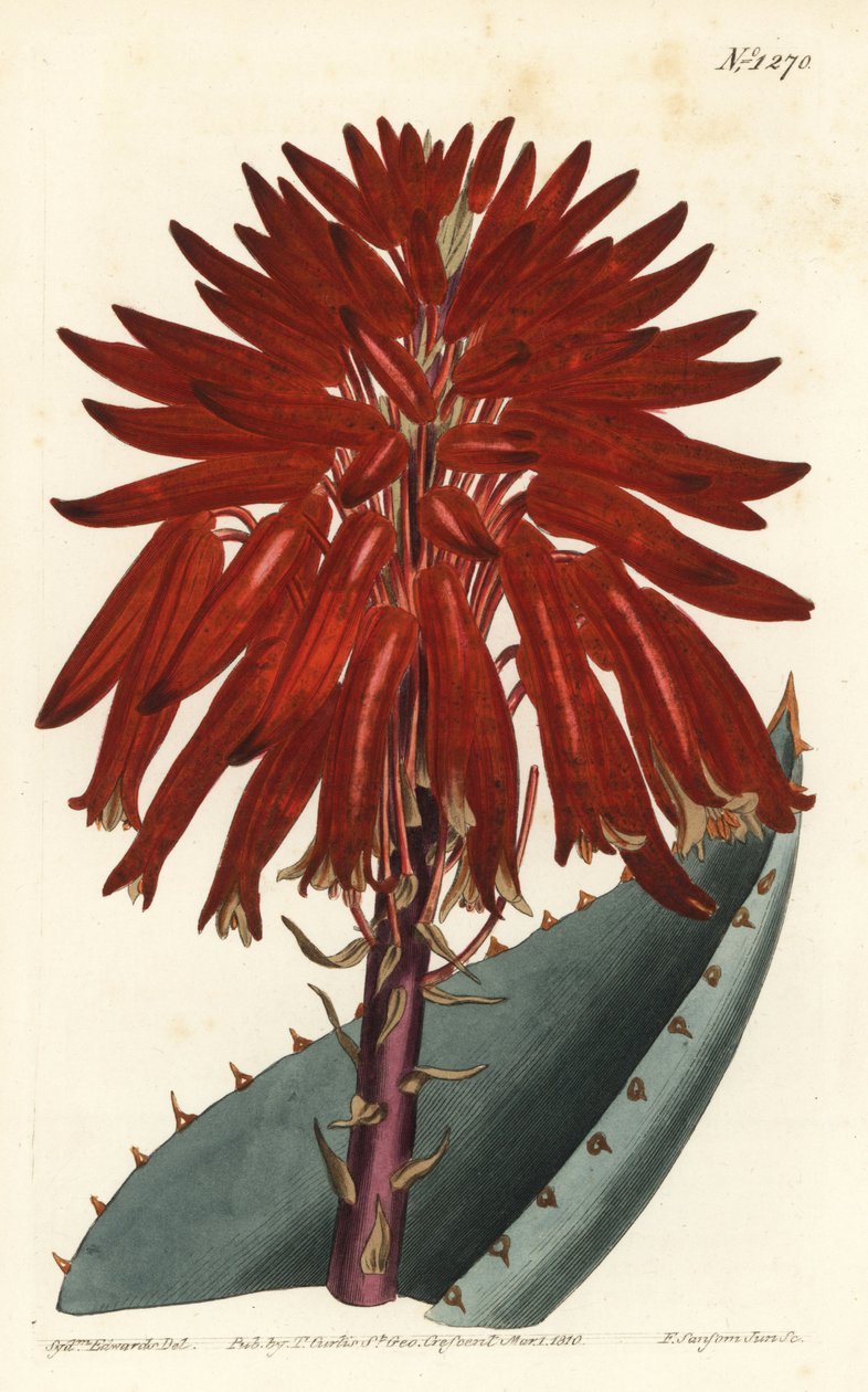 Aloe - Grusaloe, Aloe perfoliata (Mitre aloe, Aloe mitraeformis). Håndfarget kobberstikkgravering av F. Sansom Jr. etter en illustrasjon av Sydenham Edwards fra William Curtis 