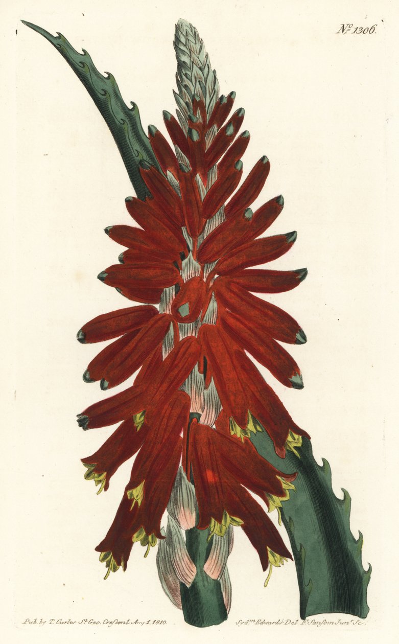 Aloe tre - Smalbladet sverd aloe, Aloe arborescens. Håndfarget kobberstikkgravering av F. Sansom Jr. etter en illustrasjon av Sydenham Edwards fra William Curtis 