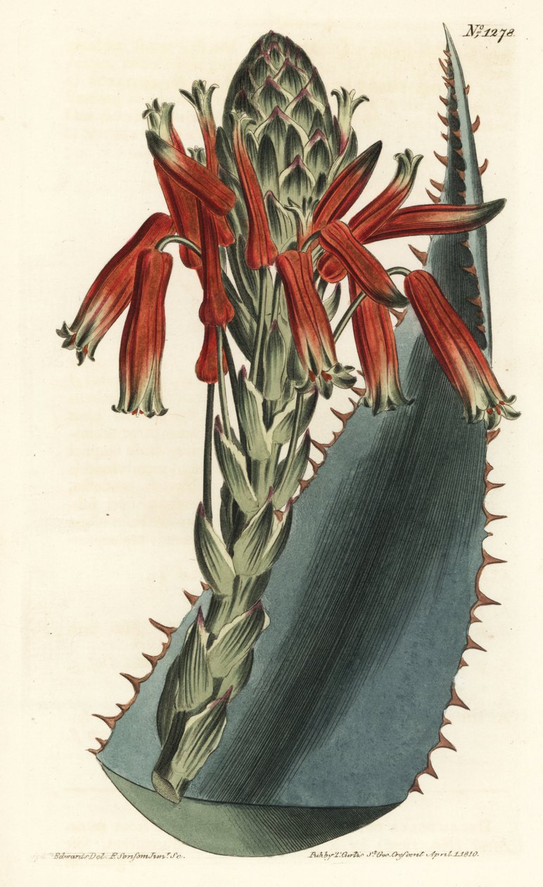 Aloe variant - Blå aloe, Aloe glauca (Rød-pigget glaucous aloe, Aloe rhodacantha) - Håndfarget kobberstikk av F. Sansom Jr. etter en illustrasjon av Sydenham Edwards fra William Curtis' Botanical Magazine, T. Curtis, London av Sydenham Teast Edwards