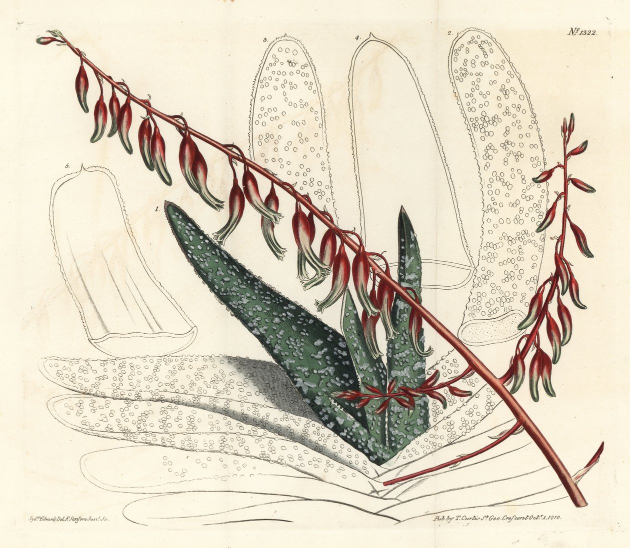 Aloe eventtails - Viftealoe, Aloe plicatilis (Tungealoe, Aloe lingua). Håndfarget kobberstikk av F. Sansom Jr. etter en illustrasjon av Sydenham Edwards fra William Curtis' Botanical Magazine, T. Curtis, London av Sydenham Teast Edwards