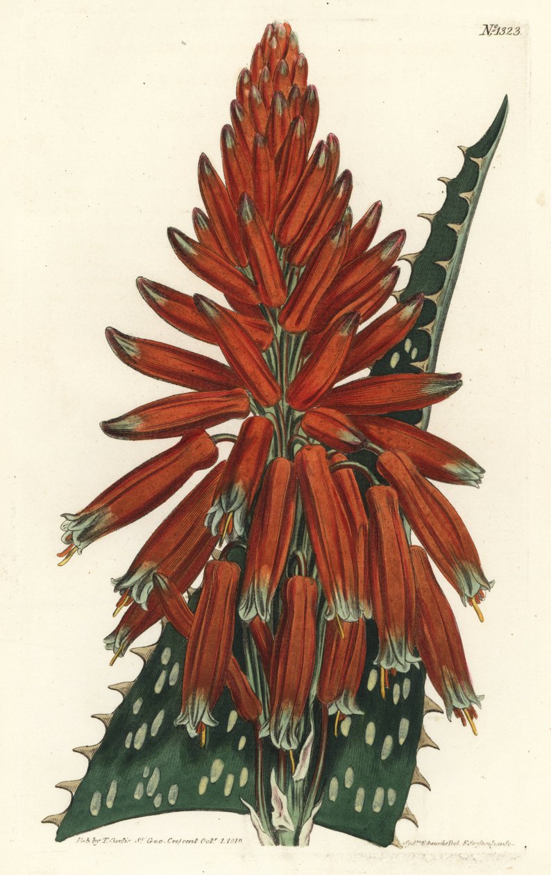 Aloe macule - Såpe eller sebraaloe, Aloe maculata (Flekkbladaloe, Aloe picta). Håndfarget kobberstikkgravering av F. Sansom Jr. etter en illustrasjon av Sydenham Edwards fra William Curtis 